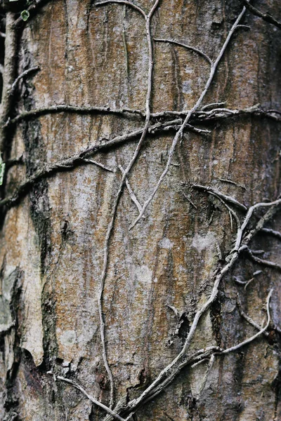 Textura Tronco Casca Árvore Velha Textura Madeira — Fotografia de Stock