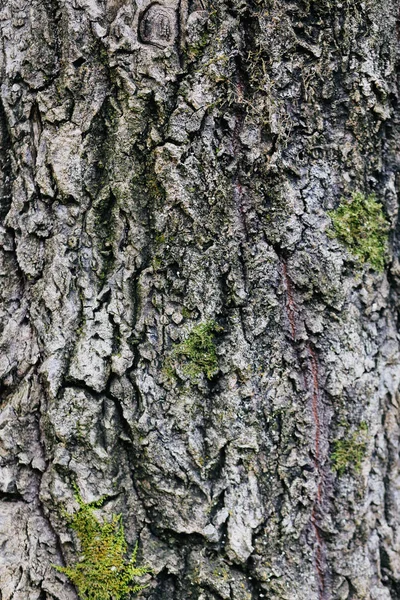 Υφή Των Παλαιών Φλοιό Κορμού Δέντρου Ξύλο Υφή Βρύα — Φωτογραφία Αρχείου