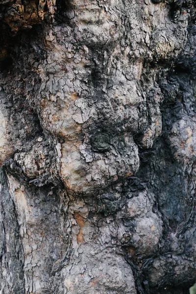Texture Old Tree Bark Trunk Wood Texture — Stock Photo, Image