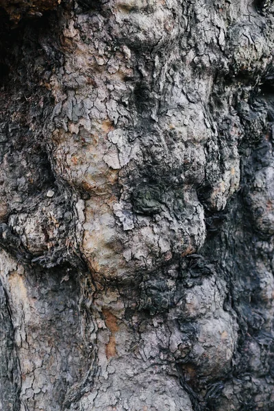 Texture Old Tree Bark Trunk Wood Texture — Stock Photo, Image