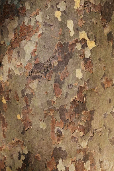 Texture Tree Bark Trunk Wood Texture Texture Bark Plane Tree — Stock Photo, Image