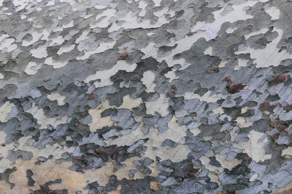 Ağaç kabuğu gövdesi doku. ahşap doku. bir çınar ağacı kabuğu dokusu.