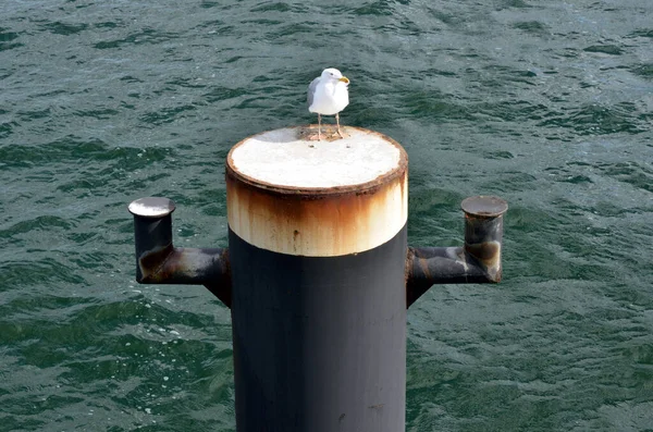 White Seagull Stands Bollard Surrounded Water — Stock Photo, Image