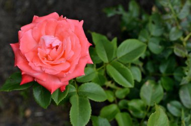 Yukarıdan Gül Çiçeği Görünümü