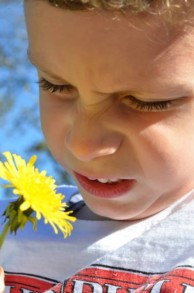 Child discovers nature and smells of a buttercup