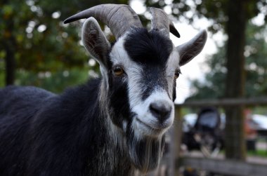 Keçi sakallı, keçi sakallı.