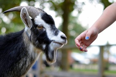 Keçi sakallı, keçi sakallı.