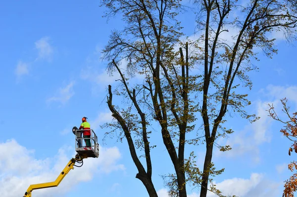 Arborist Lifting Platform Work — Stock Photo, Image