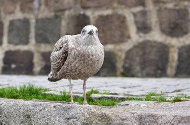 Genç bir martıyla göz göze