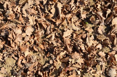 Birçok Kahverengi sonbahar yaprakları