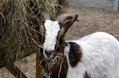 Beyaz kahverengi keçi saman yer.