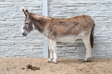 Kapalı bir yerde eşek.
