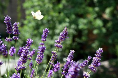Sarı kelebek mor lavanta çiçeklerinin üzerinde uçar.