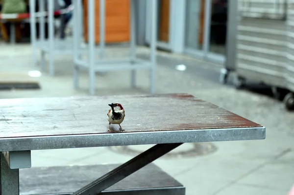 German Sparrow Sitting Table — Stock Photo, Image