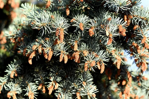 Green Brown Blooming Pine — Stock Photo, Image