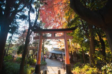 Japonya akçaağaç ile sonbahar Japon Bahçesi