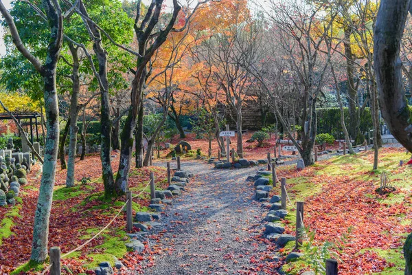 Japonya Akçaağaç Ile Sonbahar Japon Bahçesi — Stok fotoğraf