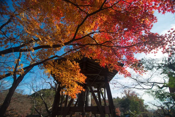 Japonya Akçaağaç Ile Sonbahar Japon Bahçesi — Stok fotoğraf