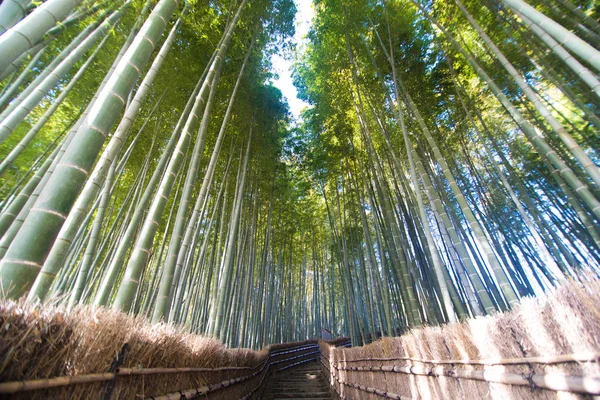 Kyoto Japonya Bambu Ormanı — Stok fotoğraf