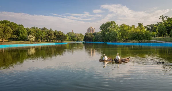 晴れた朝にオデッサ市公園の白鳥のペア — ストック写真