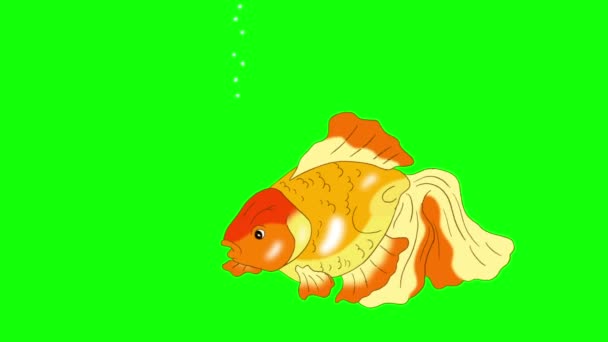 Goldfish Floating Aquarium Animated Looped Motion Graphic Isolated Green Screen — Stock Video