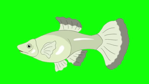 Big Silver Guppy Aquarium Fish Floats Aquarium Animated Looped Motion — Stock Video