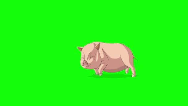 Yellow Pink Little Piggy Runs Stop Animated Looped Motion Graphic — Stock Video