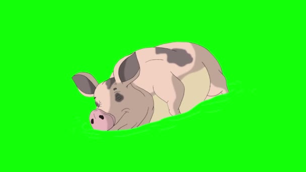 黄色粉红色小猪跑 动画循环运动图形隔离在绿色屏幕上 2019市农历新年快乐 — 图库视频影像