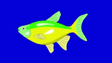 Büyük yeşil-sarı akvaryum balık bir akvaryumda yüzen. Mavi ekranda izole ilmekledi hareket grafik animasyon