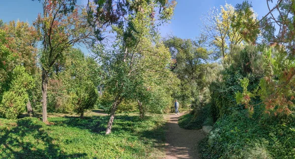 Stromy Staré Botanické Zahradě Oděse Ukrajina Slunečného Podzimního Dne — Stock fotografie