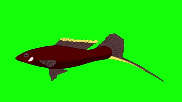 Büyük Kahverengi Akvaryum Balık Bir Akvaryumda Yüzen Alfa Kanalı Ile — Stok video