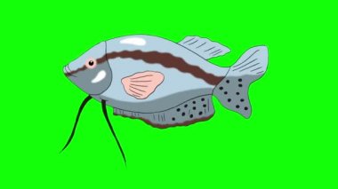 Büyük gri akvaryum balık gurami bir akvaryumda yüzen. Yeşil ekranda izole ilmekledi hareket grafik animasyon