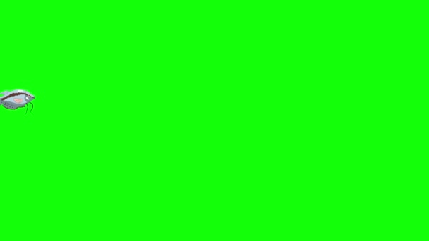 Petit poisson d'aquarium gris Gourami flotte dans un aquarium. Animé Looped Motion Graphic isolé sur écran vert 