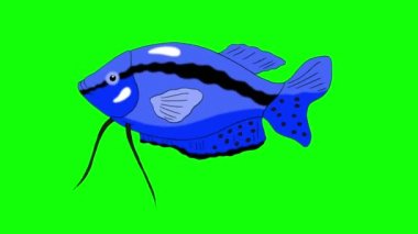 Büyük mavi akvaryum balığı Gourami bir akvaryumda yüzen. Animasyonlu looped Motion Graphic yeşil ekranda Izole