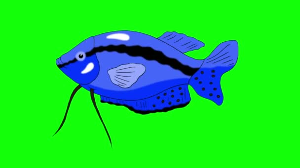 Big Blue Aquarium Fish Gourami Flutua Aquário Gráfico Movimento Loop — Vídeo de Stock