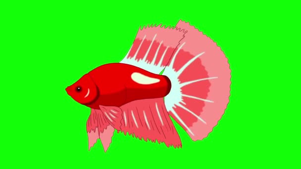 Büyük Kırmızı Akvaryum Horoz Balık Bir Akvaryumda Yüzen Yeşil Ekranda — Stok video