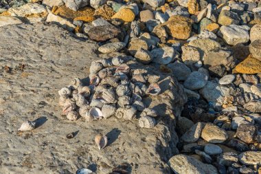 Boş rapana bir demet