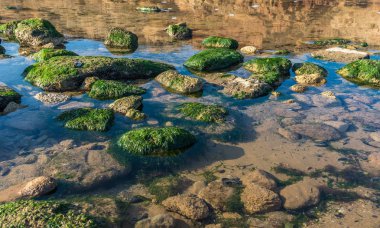 Deniz kenarındaki kayalarda yeşil algler