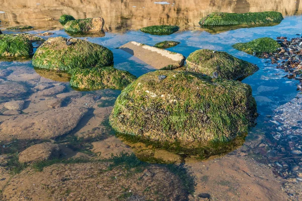 Algas verdes en las rocas en el borde del mar — Foto de Stock