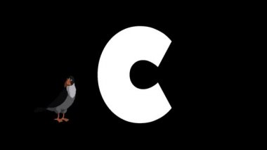 Animasyonlu zoolojik İngiliz alfabesi. Alfa mat hareket grafiği. C harfinin arka planında Karikatür Crow