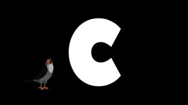 Animasyonlu zoolojik İngiliz alfabesi. Alfa mat hareket grafiği. Karikatür Crow bir harf C ön planda