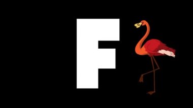 Animasyonlu zoolojik İngiliz alfabesi. Alfa mat hareket grafiği. Karikatür Flamingo f harfi bir ön planda