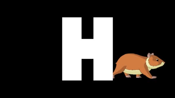 Animasyonlu Zoolojik Ngiliz Alfabesi Alfa Mat Hareket Grafiği Karikatür Hamster — Stok video