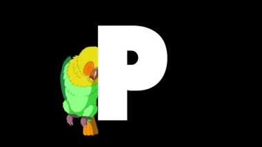 Animasyonlu zoolojik İngiliz alfabesi. Alfa mat hareket grafiği. P harfinin arka planında Karikatür Papağan