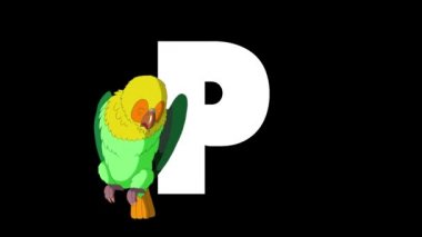 Animasyonlu zoolojik İngiliz alfabesi. Alfa mat hareket grafiği. Karikatür Papağan bir mektup P bir ön planda