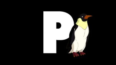 Animasyonlu zoolojik İngiliz alfabesi. Alfa mat hareket grafiği. Karikatür Penguen bir mektup P bir ön planda
