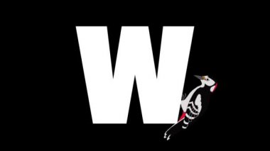 Animasyonlu zoolojik İngiliz alfabesi. Alfa mat hareket grafiği. W harfinin arka planında Karikatür Ağaçkakan