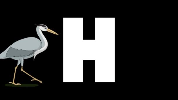 Animované Zoologické Anglické Abecedy Alfa Matný Pohyb Grafiky Kreslený Heron — Stock video