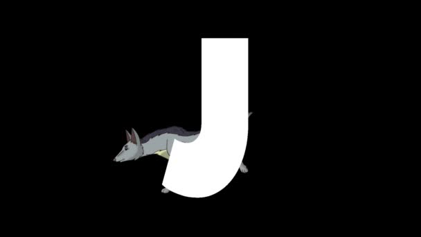 Animated Zoological English Alphabet Alpha Matte Motion Graphic Cartoon Jackal — Stock Video