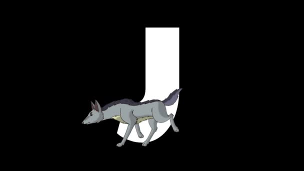 Animiertes Zoologisches Englisches Alphabet Alpha Matte Bewegungsgrafik Zeichentrickschakal Vordergrund Eines — Stockvideo